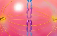 長(zhǎng)沙婦幼保健院試管嬰兒費(fèi)用要多少錢