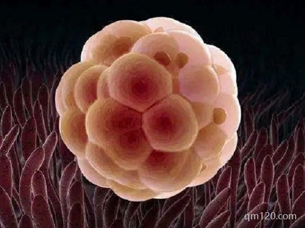 為什么第二次移植容易成功