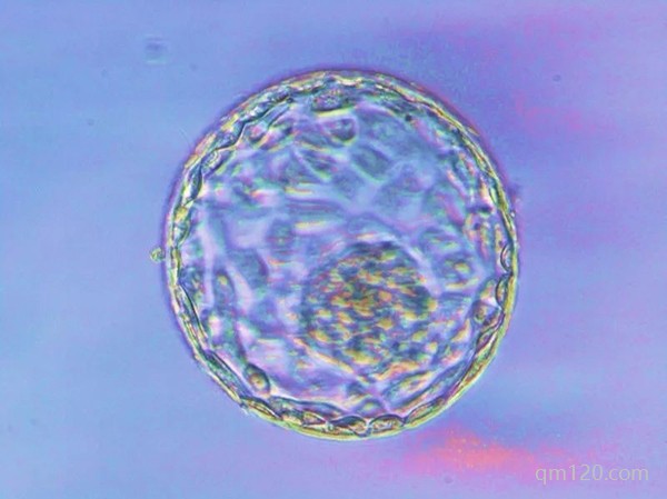 鮮胚移植第二天最關(guān)鍵