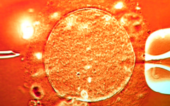 湖北省助孕機構(gòu)保健院做試管嬰兒費用