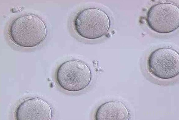 鮮胚移植后幾天成功的征兆