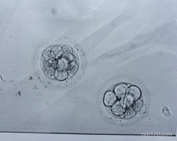 促排卵第三天胚胎發(fā)育慢