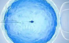 柬埔寨試管嬰兒攻略