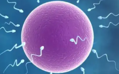 馬來西亞試管助孕價格