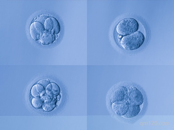 試管全是三級胚胎原因