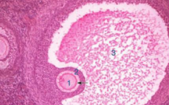煙臺山醫(yī)院做試管要多少錢