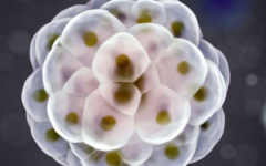 哈薩克斯坦試管費(fèi)用是多少