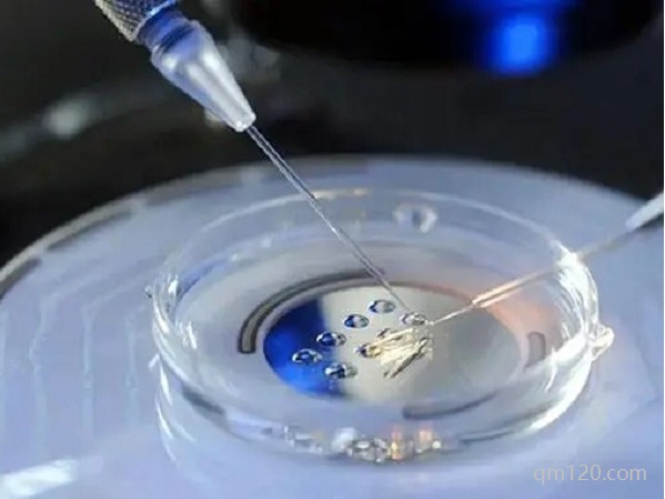 胚胎pn和pb是什么意思