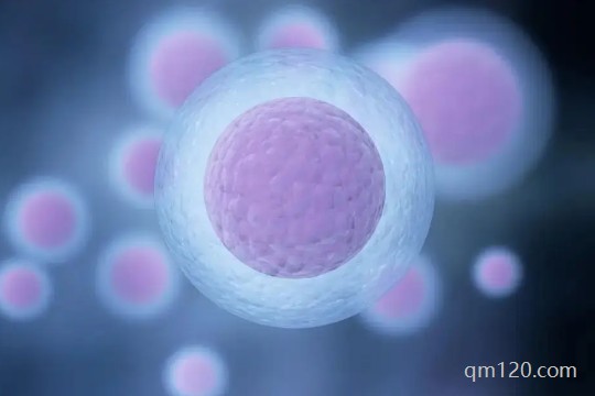 養(yǎng)囊三天看卵子五天看精子