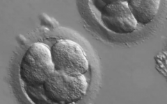 荊門市中心醫(yī)院試管多少錢