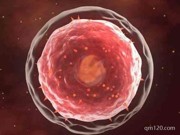一級胚胎為什么不養(yǎng)囊