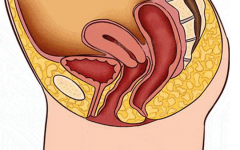 子宮脫落能做試管嗎