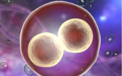 多胎后還能做試管嬰兒?jiǎn)?>
            <div   id=