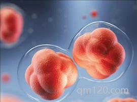 第一次移植鮮胚成功率