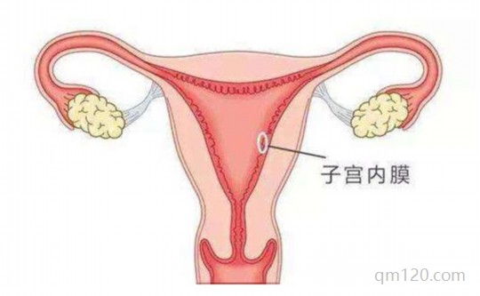 子宮內膜