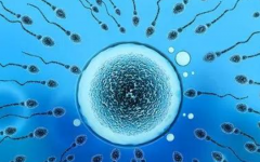 天津做試管的費用多少錢