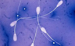 老公血精可以做試管嗎