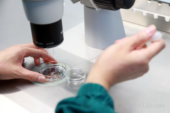 本人沒結(jié)婚證想做試管