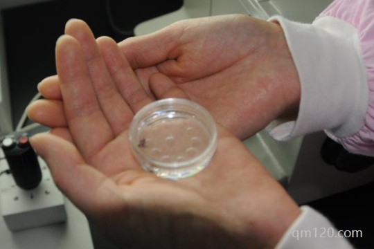 兩個男人可以做試管嬰兒嗎