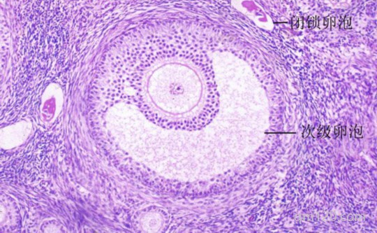 卵泡