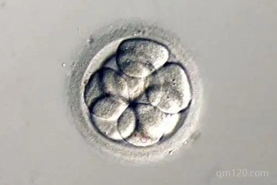 第一次移植用鮮胚還是囊胚