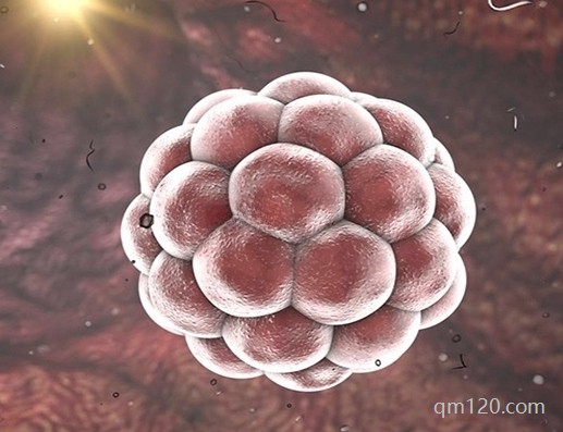 三級(jí)胚胎孩子會(huì)有缺陷嗎