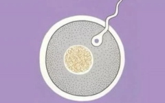 試管和人工授精哪個(gè)好