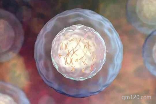 優(yōu)胚和囊胚移植哪個好