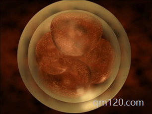 卵子排出后能存活多長時間