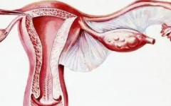 弓形子宮能做試管嗎