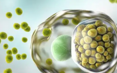 東莞婦幼保健院做試管做一次多少錢