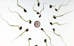 海軍輔助生殖醫(yī)院做試管做一次大約多少錢