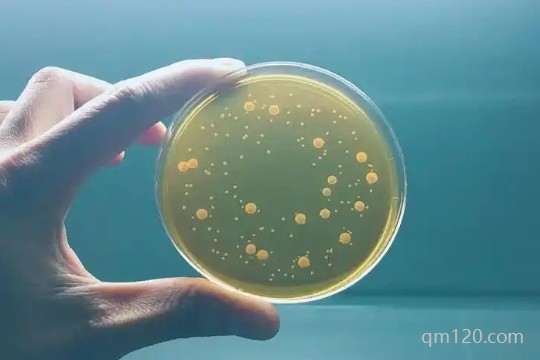 二代試管養(yǎng)囊成功率高嗎