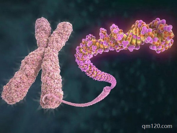 染色體易位做試管成功率