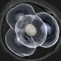 試管胚胎等級(jí)