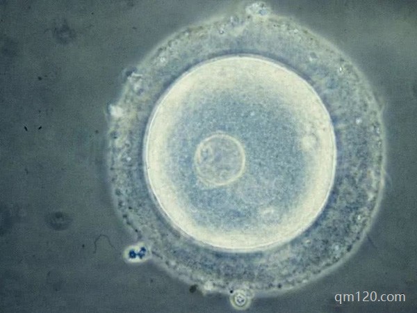 中國(guó)允許單身做試管