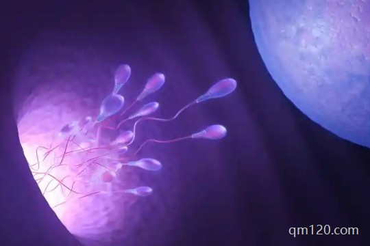 胚胎10細(xì)胞是幾級(jí)