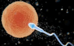 泰國三代試管流程時間表