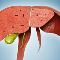 谷草轉(zhuǎn)氨酶