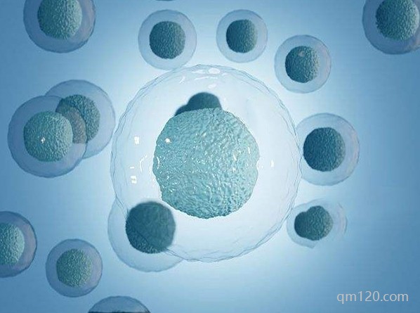 為什么養(yǎng)卵要3個(gè)月