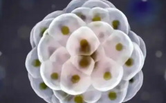 山東省中醫(yī)院試管嬰兒成功率有多大