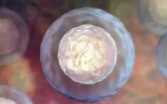 尿酸高做試管嬰兒有影響嗎