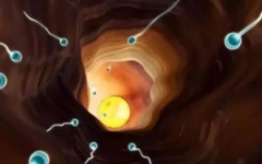 沒有卵泡的可以做試管嗎