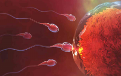 amh0.15試管幾率大嗎