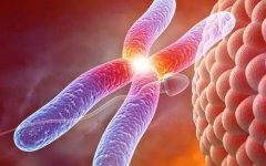 52歲做試管成功率有多高