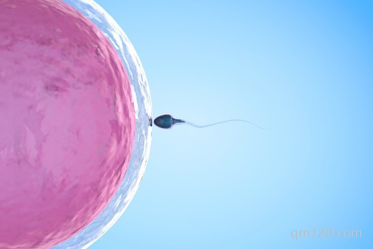 囊胚4bc幾乎是女孩