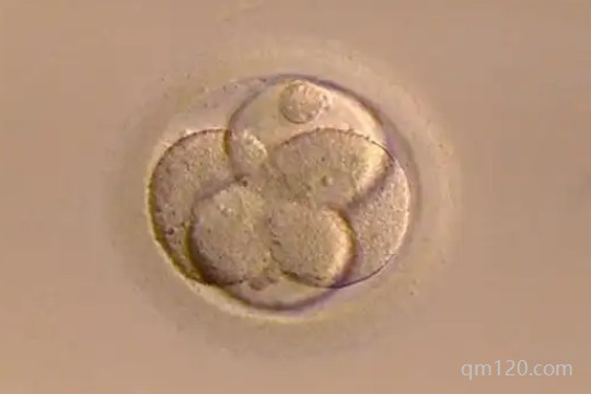 D5凍胚成功率高嗎