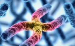 泰國暹羅生育診所試管多少錢