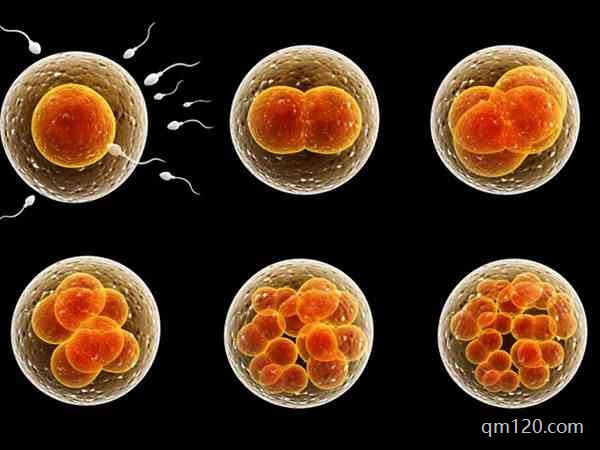 胚胎級別10.9.8.怎么分