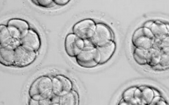 泰國第一試管嬰兒中心試管多少錢